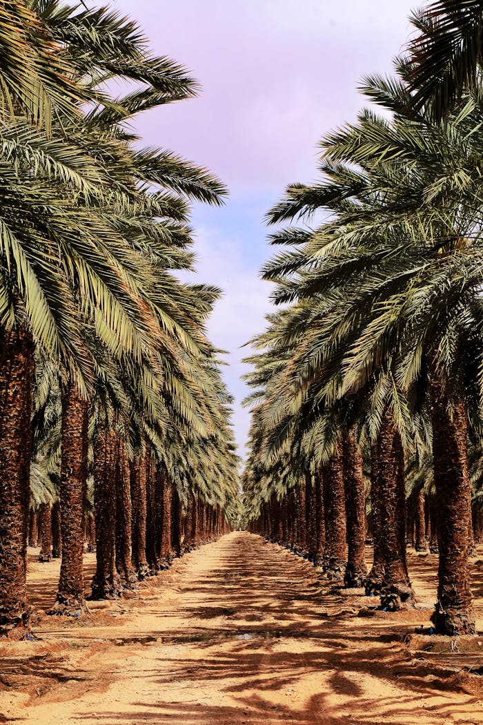 A picturesque view of a palm tree plantation with rows of trees under a sunny sky.