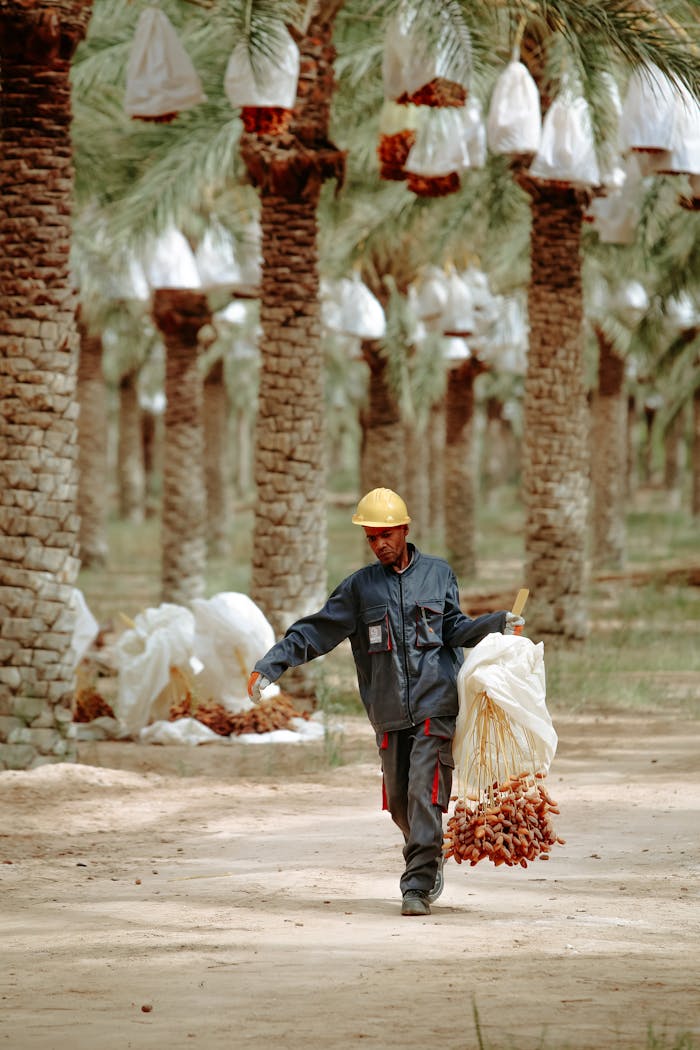 A man harvesting dates in a palm grove in Biskra, Algeria, representing traditional agriculture.