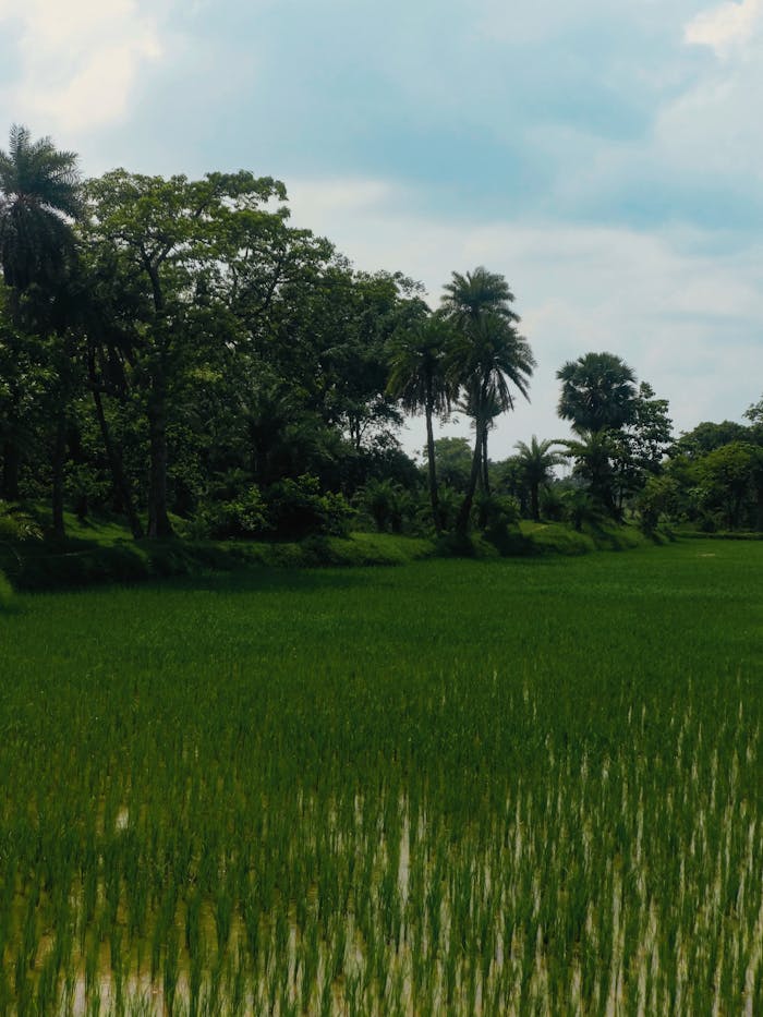 Scenic view of a green paddy field surrounded by palm trees under a cloudy sky.