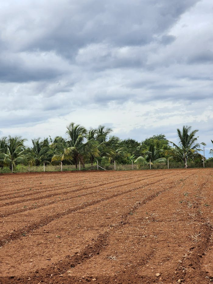Expansive palm tree farmland with plowed soil under dramatic clouds, showcasing nature's beauty.