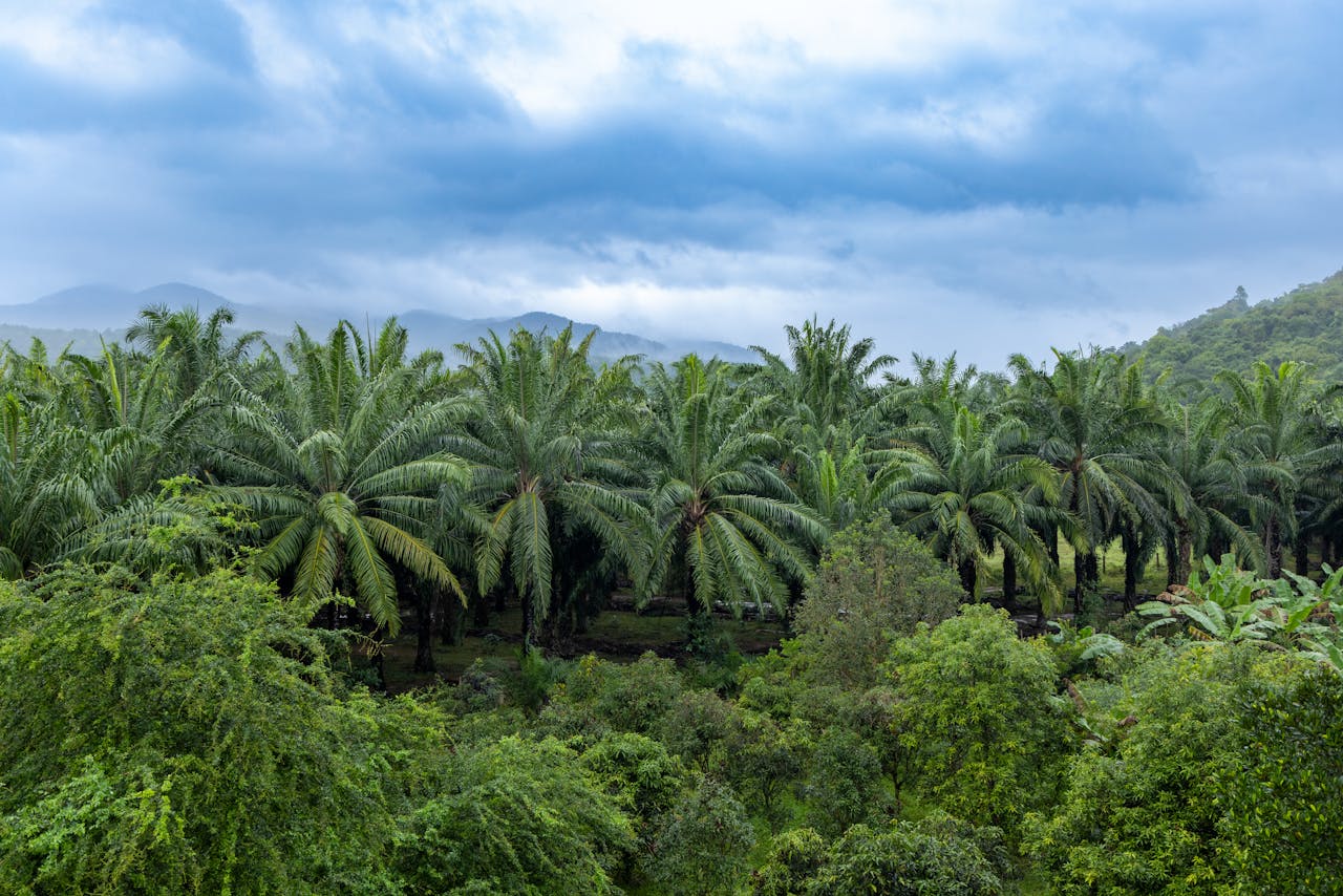 A scenic view of a lush palm oil plantation set against a mountainous backdrop in Andhra Pradesh, India.