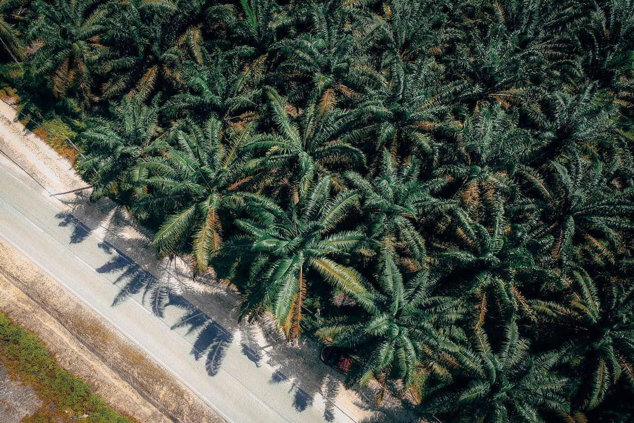 Aerial view capturing a lush palm tree plantation adjacent to a country road.