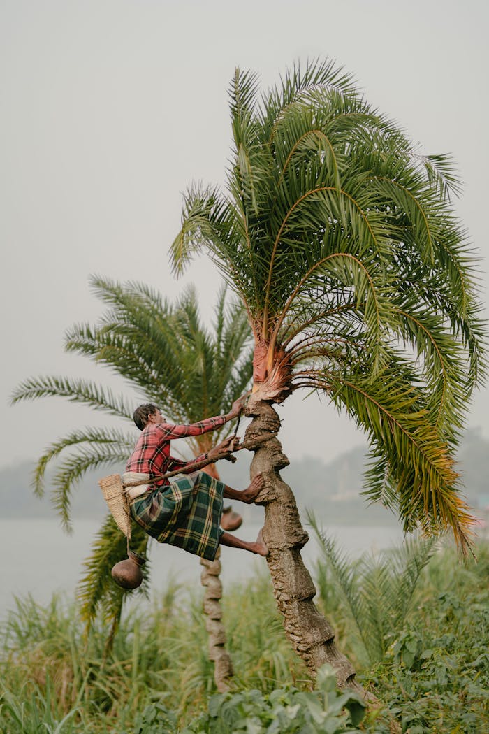 A man climbs a palm tree to harvest sap in a rural setting, showcasing a cultural practice.
