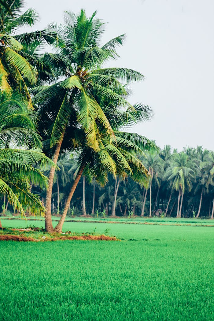 Scenic view of a green coconut plantation with lush fields in a tropical setting.