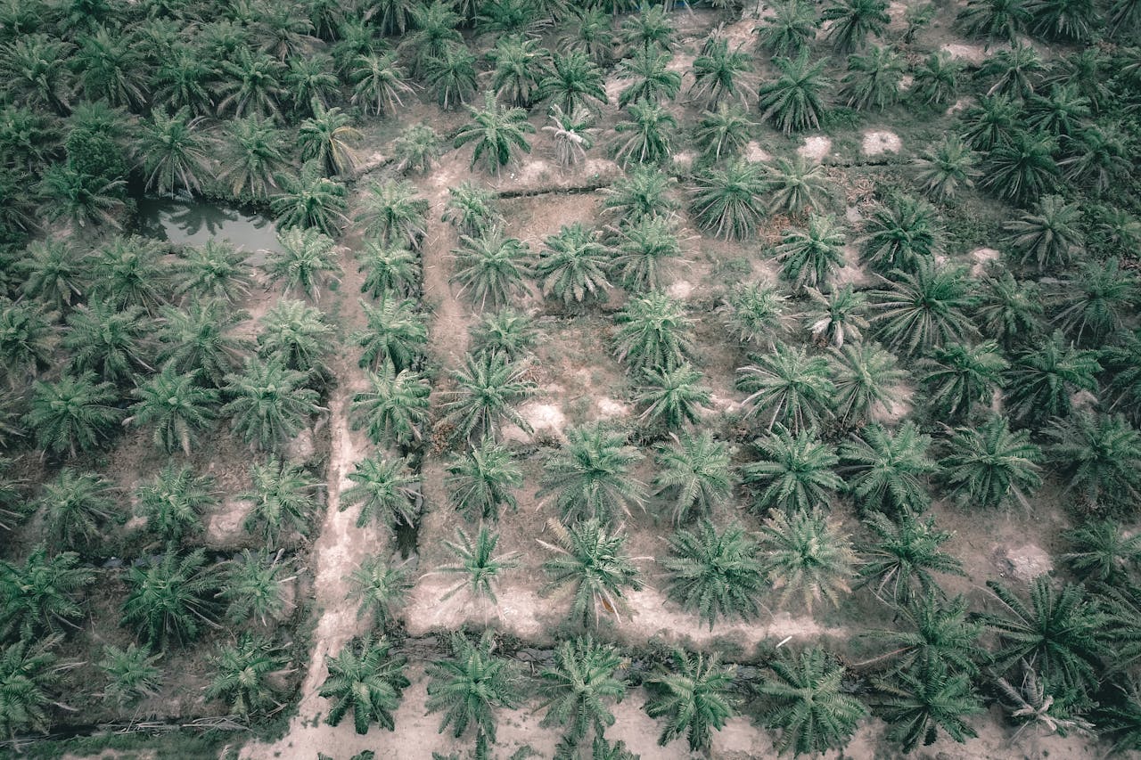 Drone view of vast lush tree plantation with tropical palms growing in row on clear weather